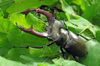 Жук-олень Lucanus cervus