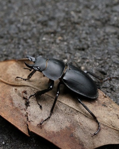 Жук-олень Lucanus cervus