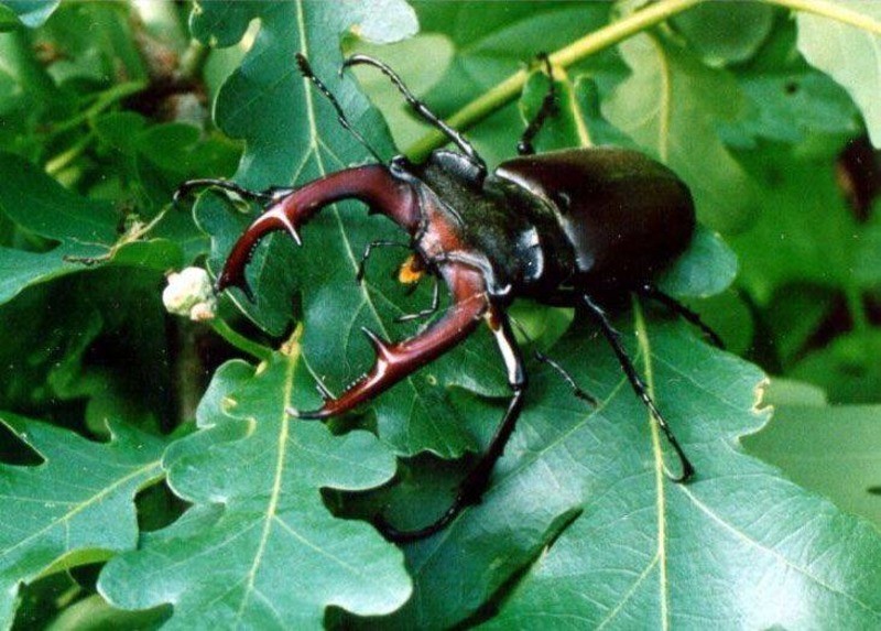 Жук-олень Lucanus cervus