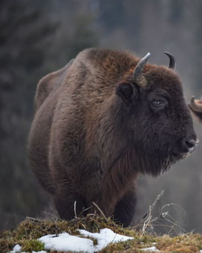 Зубр Bison bonasus