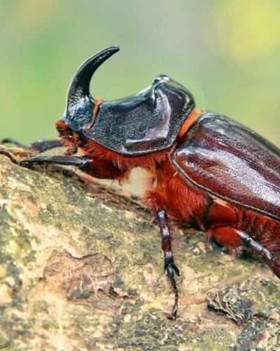Жук-олень Lucanus cervus