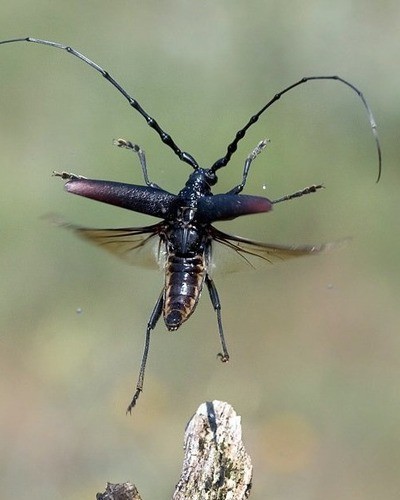Жук-олень Lucanus cervus