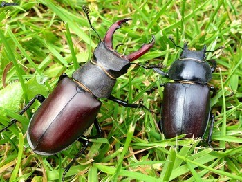 Жук-олень Lucanus cervus