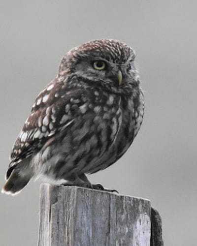 Филин Bubo bubo