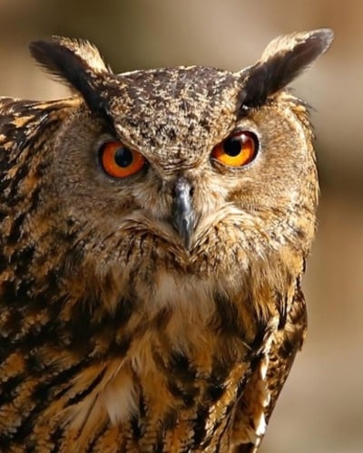Филин Bubo bubo