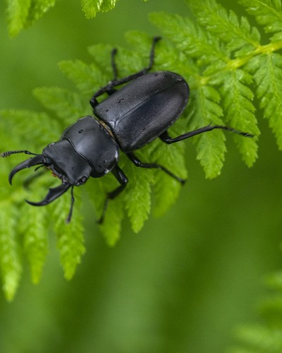 Жук-олень Lucanus cervus