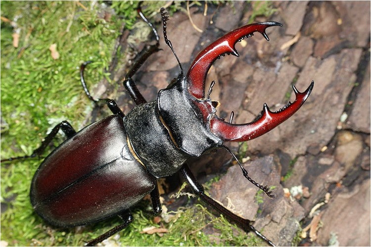 Жук-олень Lucanus cervus