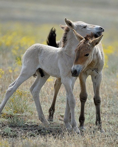 Лошадь Пржевальского Equus przewalskii