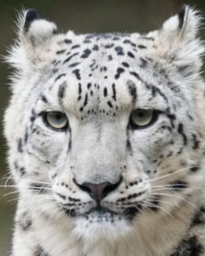Леопард Panthera pardus