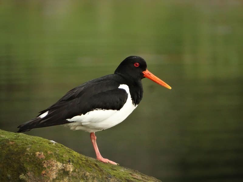 Кулик-сорока (материковый п/вид) Haematopus ostralegus Longipes