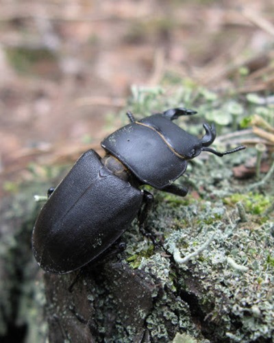 Жук-олень Lucanus cervus