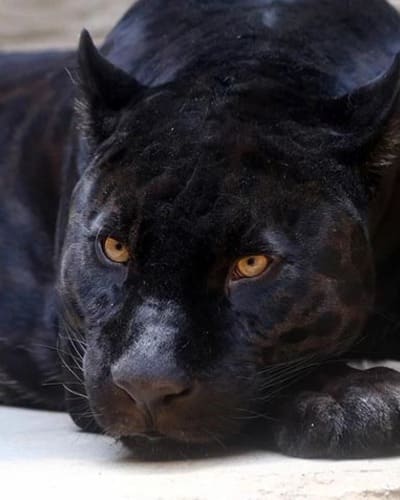 Леопард Panthera pardus