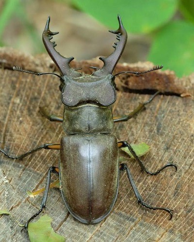 Жук-олень Lucanus cervus