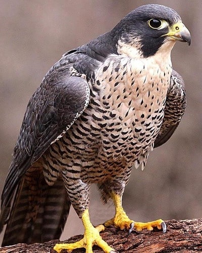 Сапсан Falco peregrinus