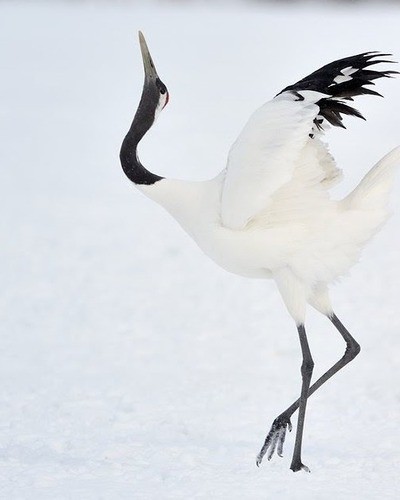 Стерх (обская популяция) Grus leucogeratus (obsk population)