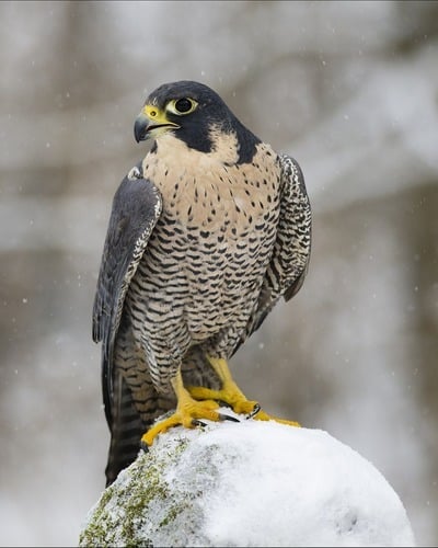 Сапсан Falco peregrinus