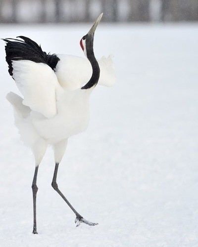 Стерх (обская популяция) Grus leucogeratus (obsk population)