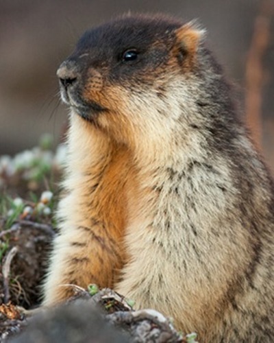 Тарбаган (монгольский сурок) Marmota sibirica