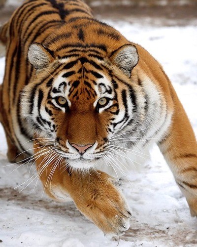 Леопард Panthera pardus