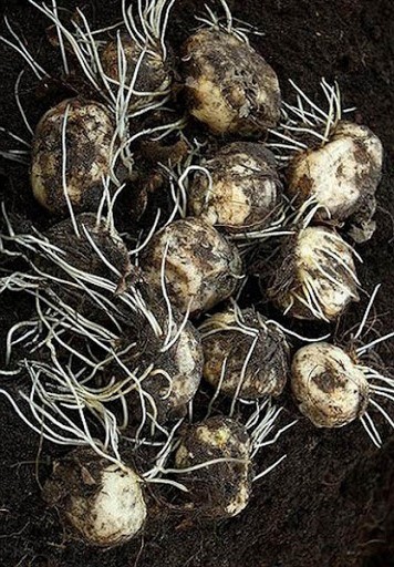 Рябчик русский Fritillaria ruthenica