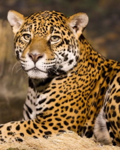 Леопард Panthera pardus
