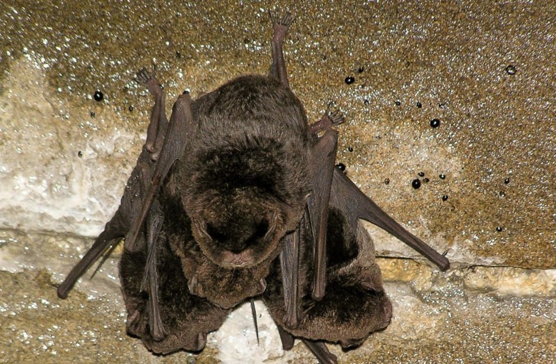 Длиннокрыл восточный Miniopterus fuliginosus