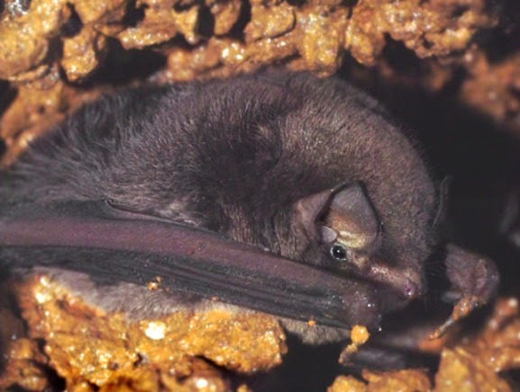 Длиннокрыл восточный Miniopterus fuliginosus
