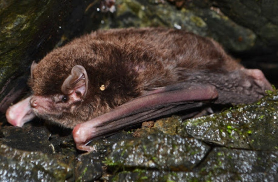 Длиннокрыл восточный Miniopterus fuliginosus