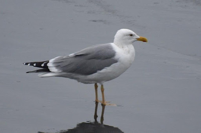 клуша