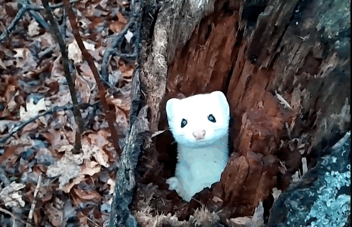 Заповедник Денежкин Камень