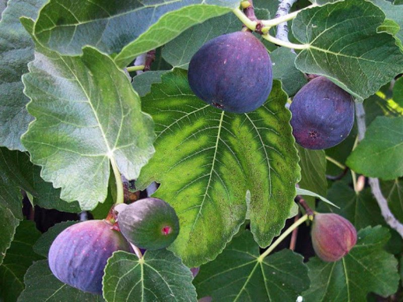 Кавказский заповедник