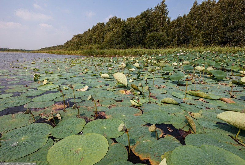 Хинганский заповедник