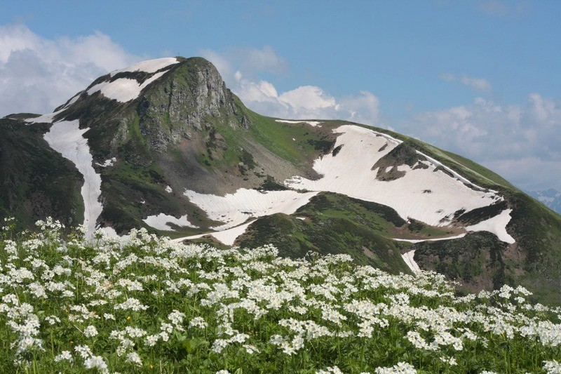 Кавказский заповедник