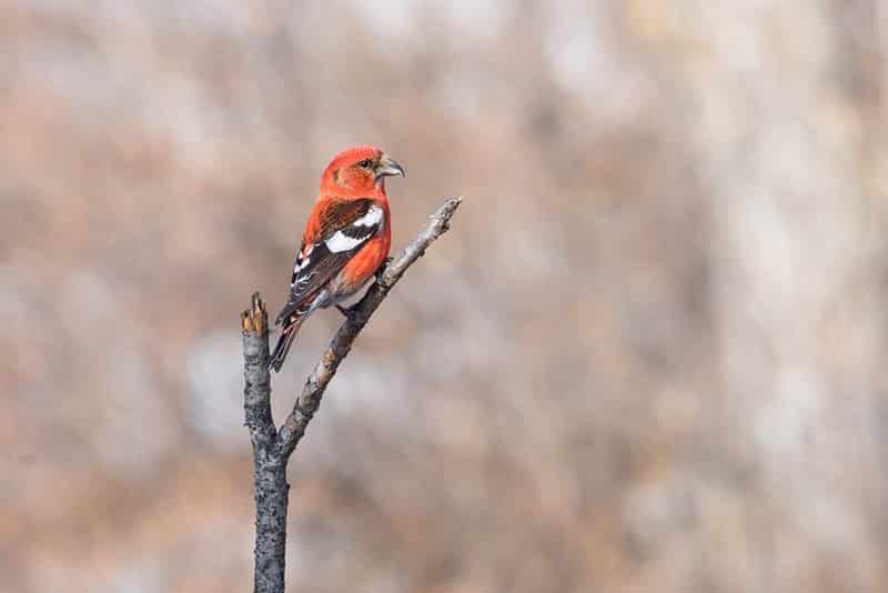 Джергинский заповедник