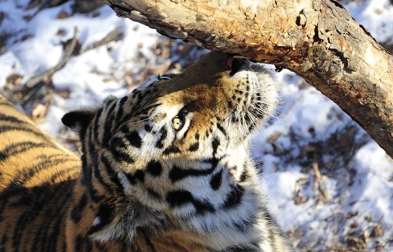 Хинганский заповедник