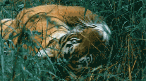 Зейский заповедник